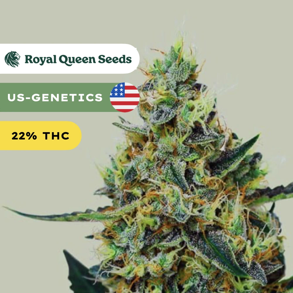 ROYAL QUEEN SEEDS - Mimosa 3x 